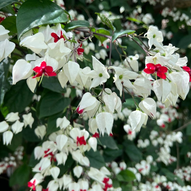 Clerodendro trepador