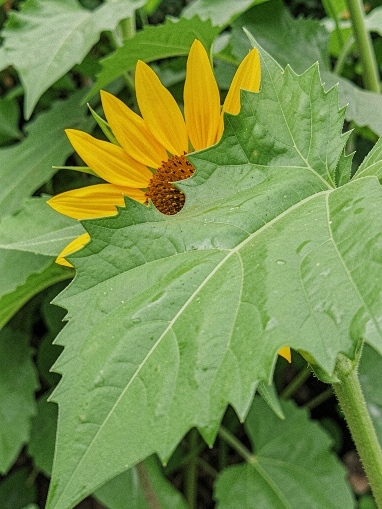Folhas recortadas e flores amarelas da planta mão de deus em close.