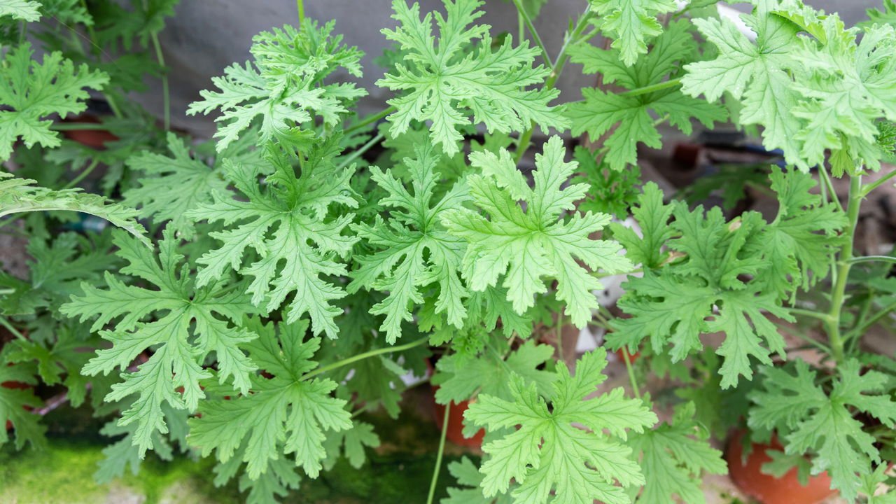 repelente natural de moscas