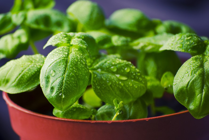 como usar plantas para afastar moscas
