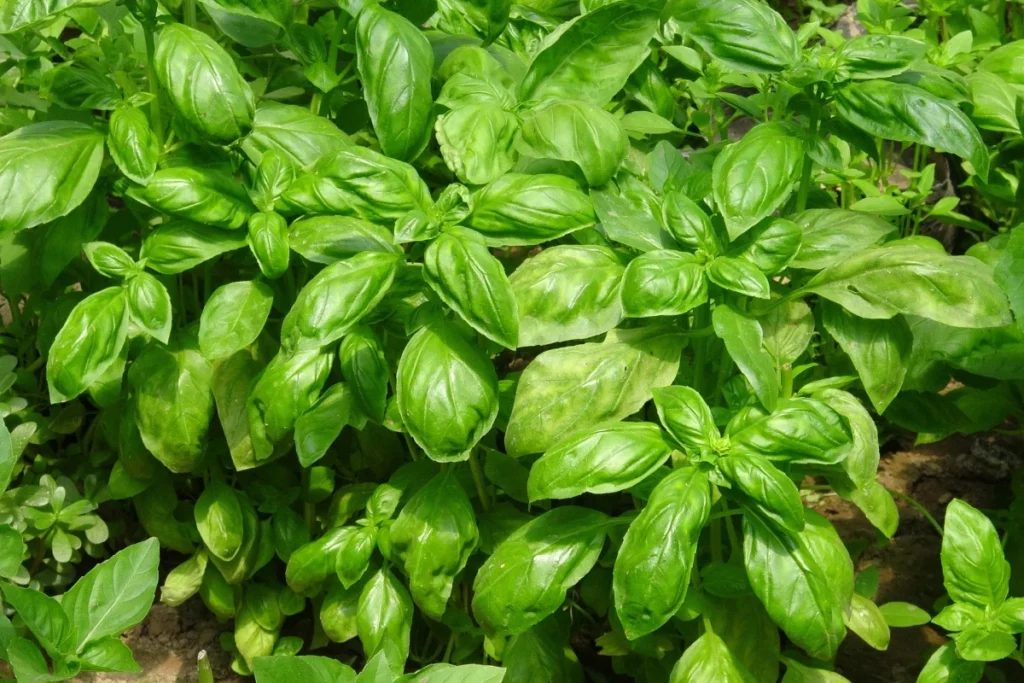 ervas aromáticas contra moscas