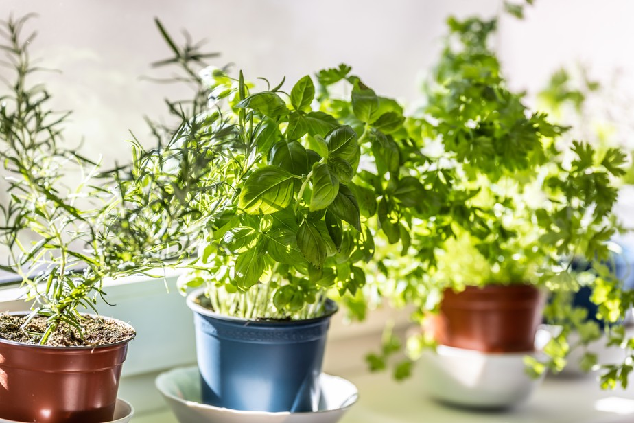 plantas para varanda repelente