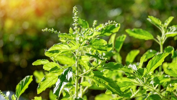 plantas que espantam moscas