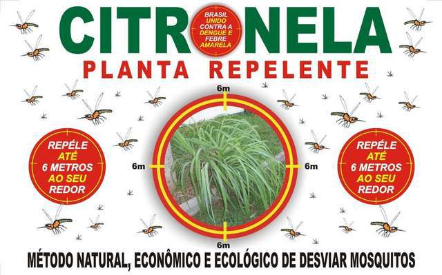 como usar plantas para afastar moscas