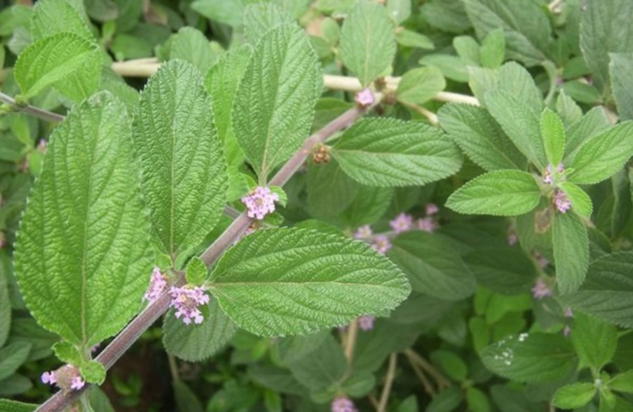 jardim anti-moscas