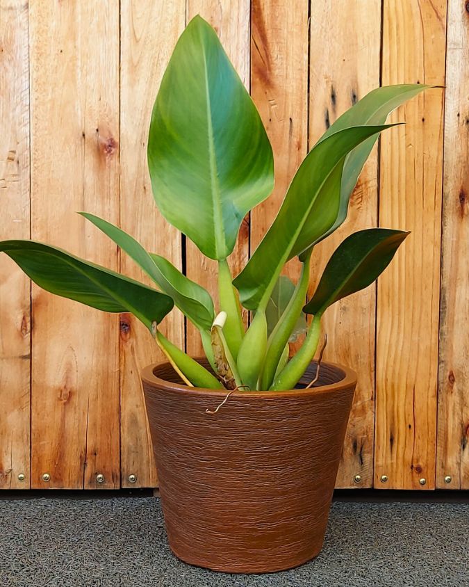 Philodendron martianum