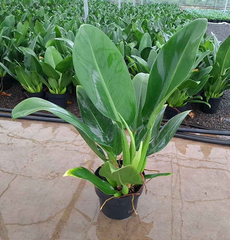 Pacová planta