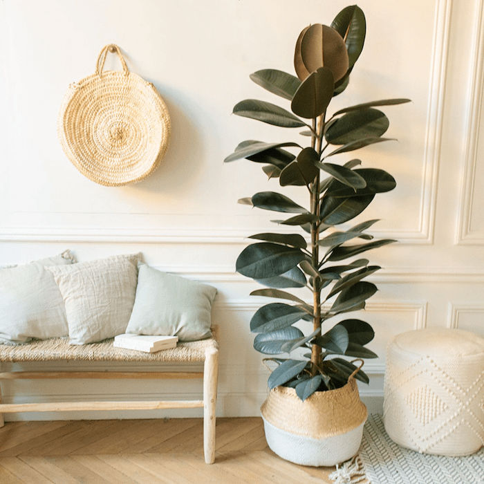decorar quarto com plantas