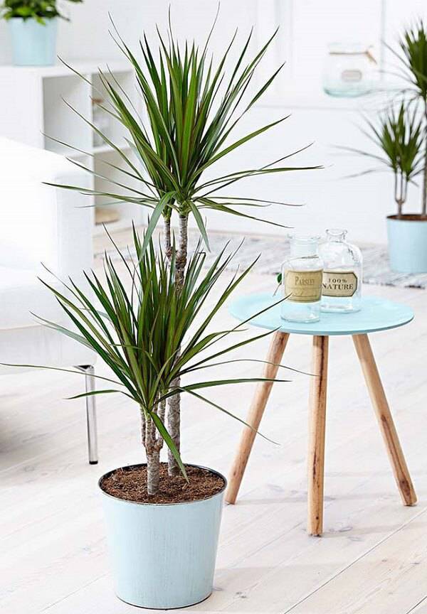 como cuidar de plantas no quarto