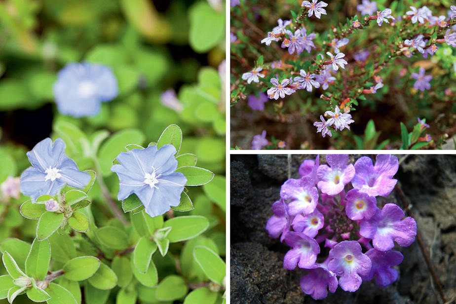 plantas de solo com flores