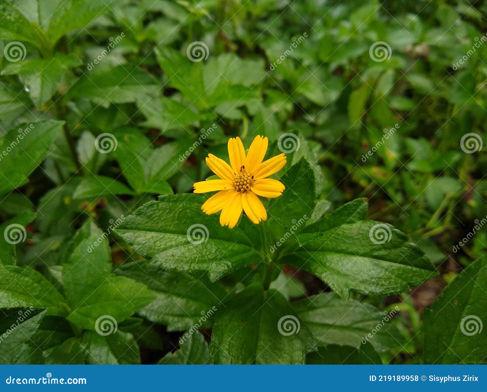 jardim de baixa manutenção com flores
