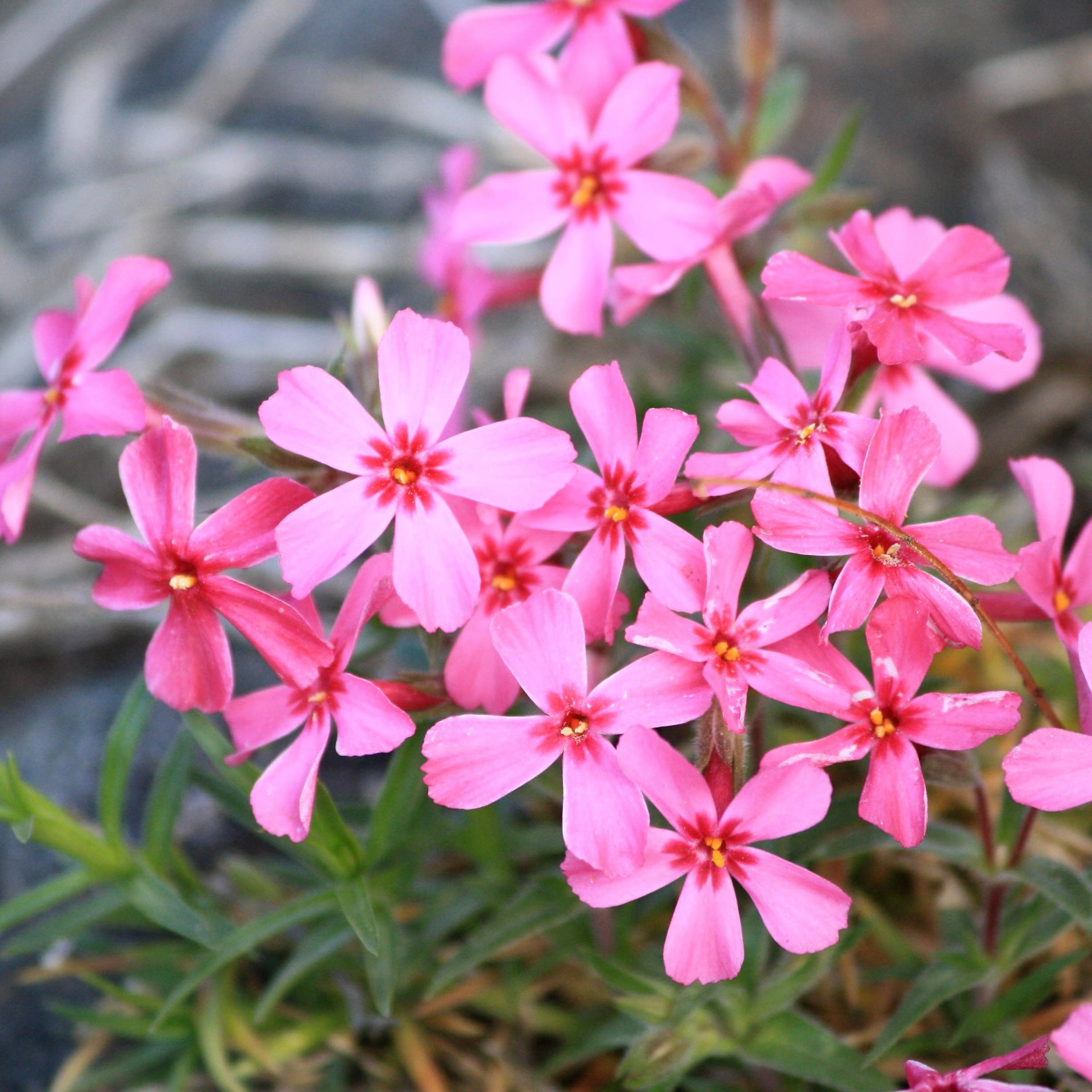 plantas para taludes com flores