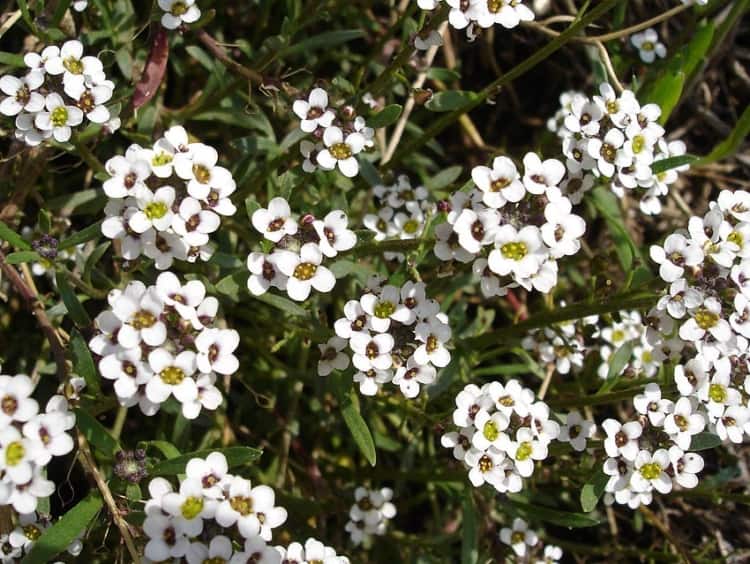 plantas para canteiros baixos com flores