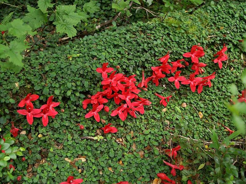 jardim de baixa manutenção com flores