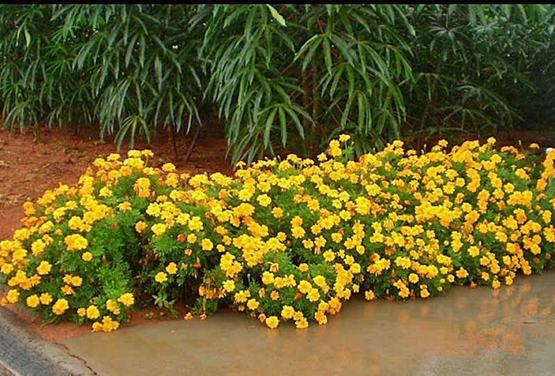 jardim de baixa manutenção com flores