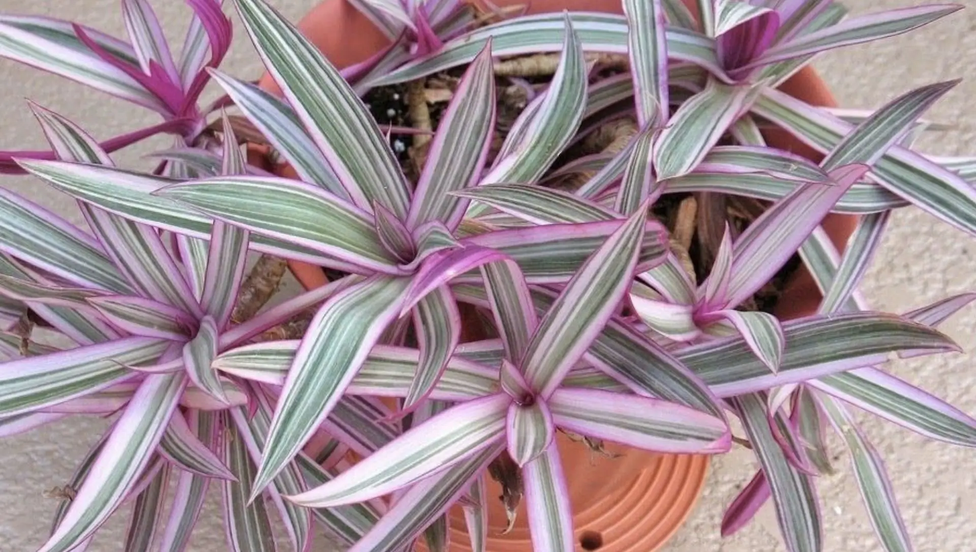 planta com verso roxo