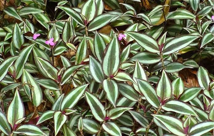 tradescantia roxa e verde