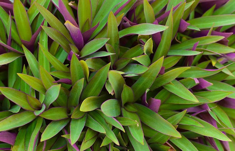 coleus roxo e verde