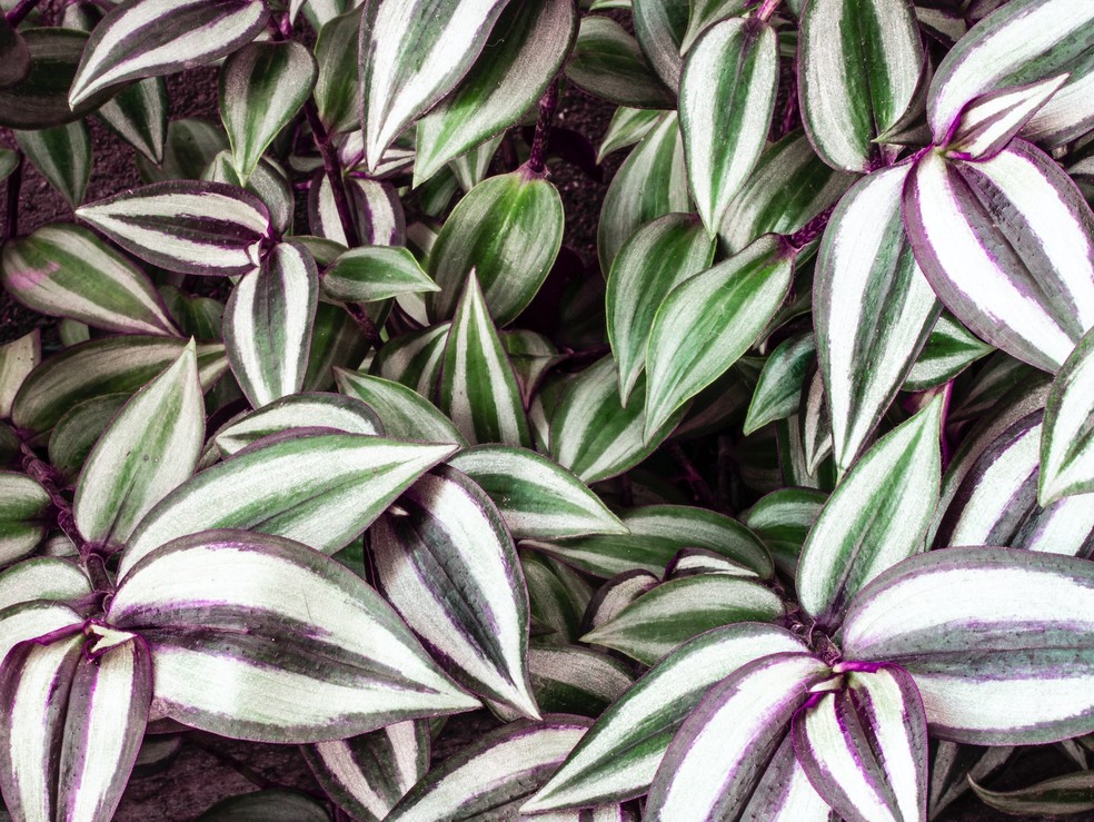 folhagem roxa e verde