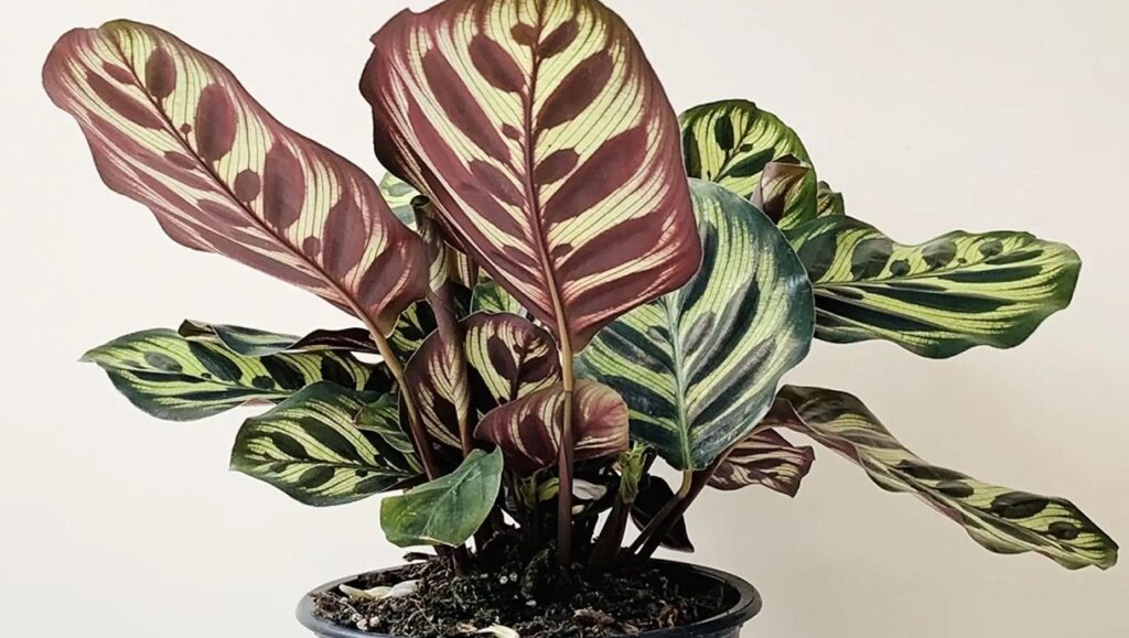 planta com verso roxo
