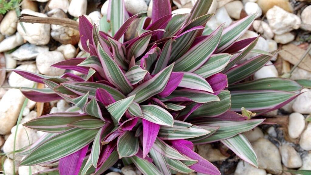 calathea roxa e verde