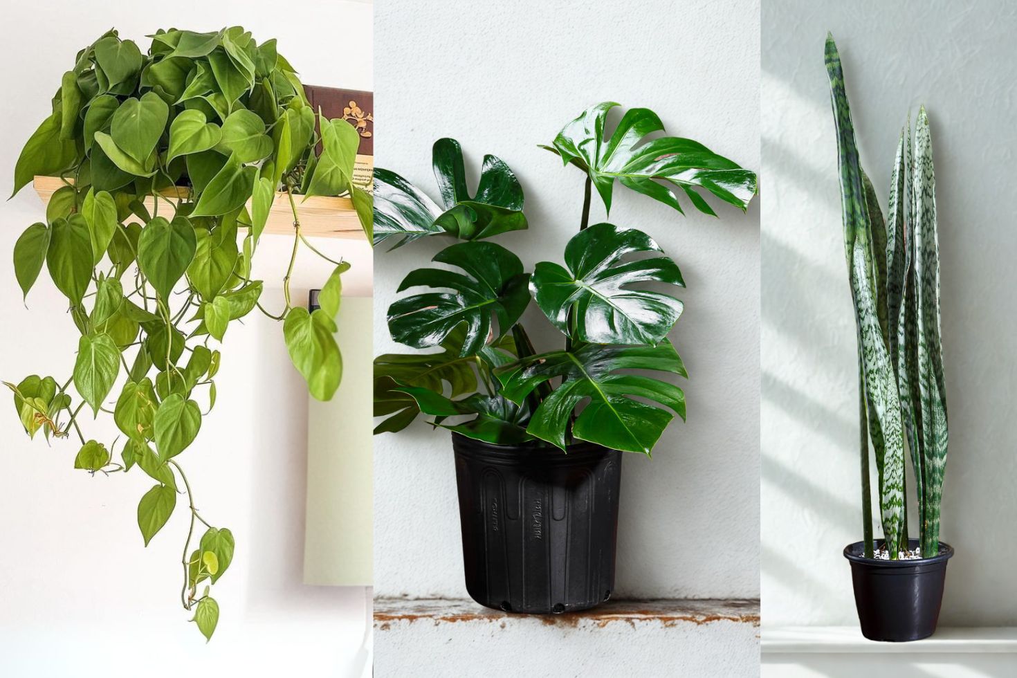 como cuidar de plantas na sombra