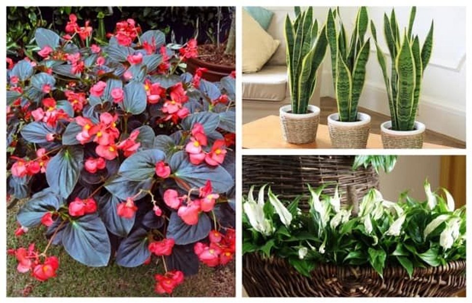 melhores plantas para varanda sombreada