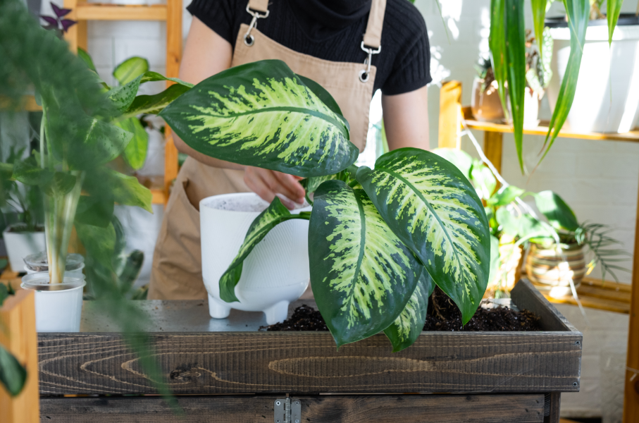 plantas de sombra para apartamento
