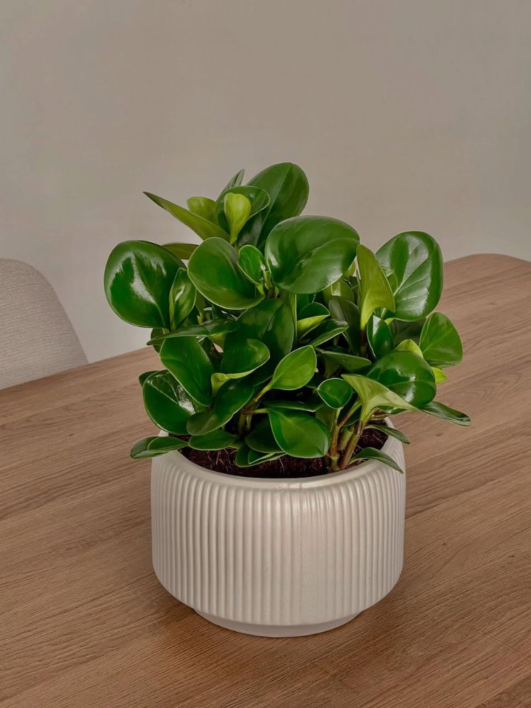 plantas de sombra com folhagens