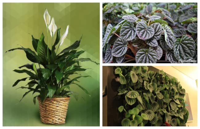 plantas para ambientes escuros