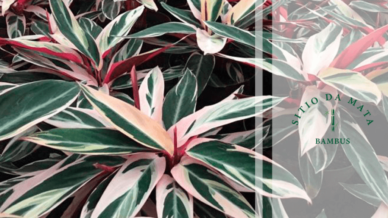 plantas de interior com pouca luz