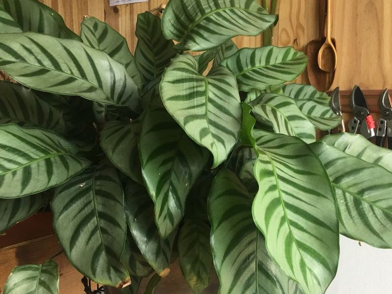 plantas de sombra para apartamento