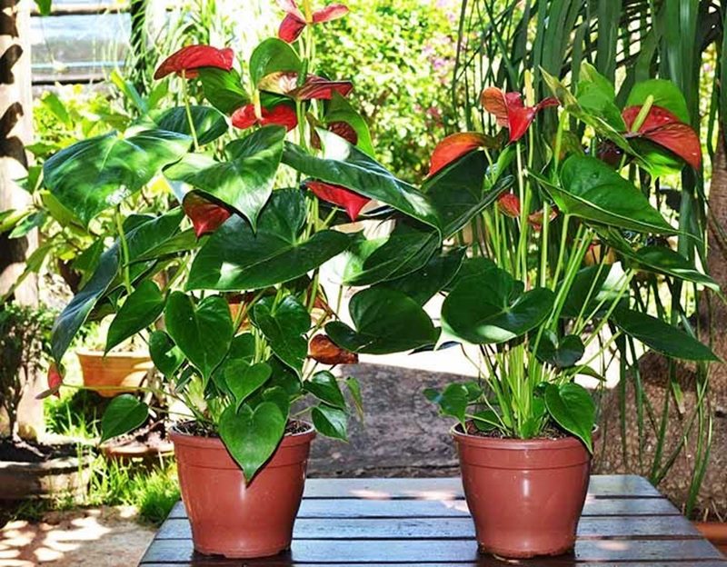 plantas de sombra com flores