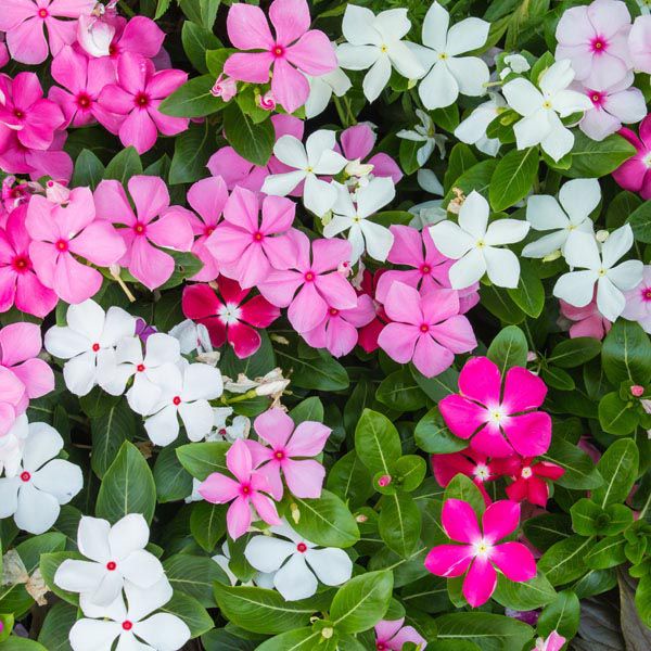 Catharanthus roseus cuidados