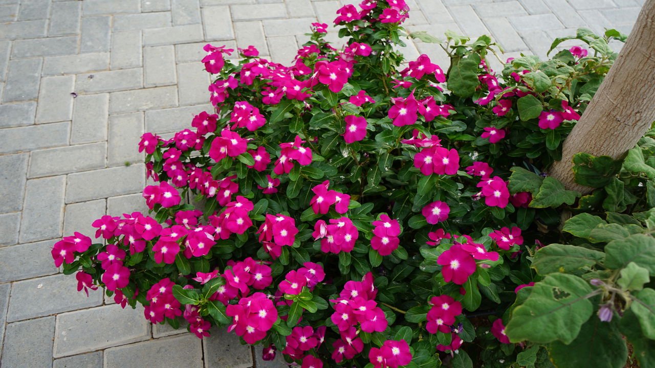 Planta vinca sol pleno