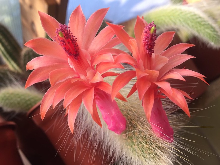 plantas espinhosas com flores
