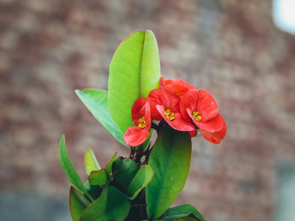 cerca viva com espinhos e flores