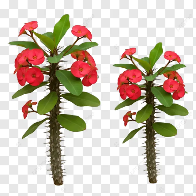 plantas espinhosas com flores