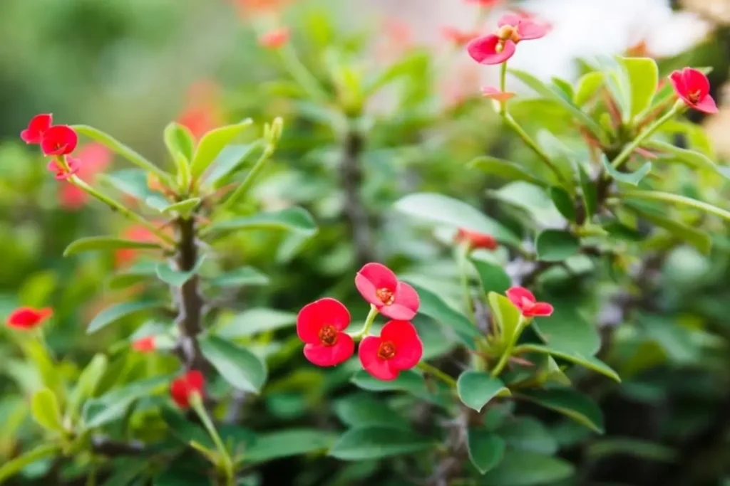 cerca viva com espinhos e flores