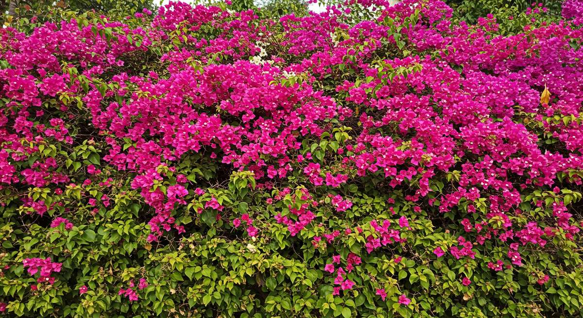 rosas do deserto com espinhos