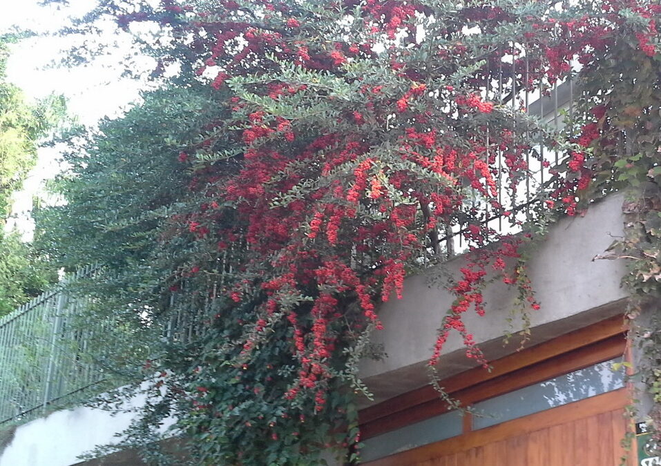 suculentas com espinhos e flores
