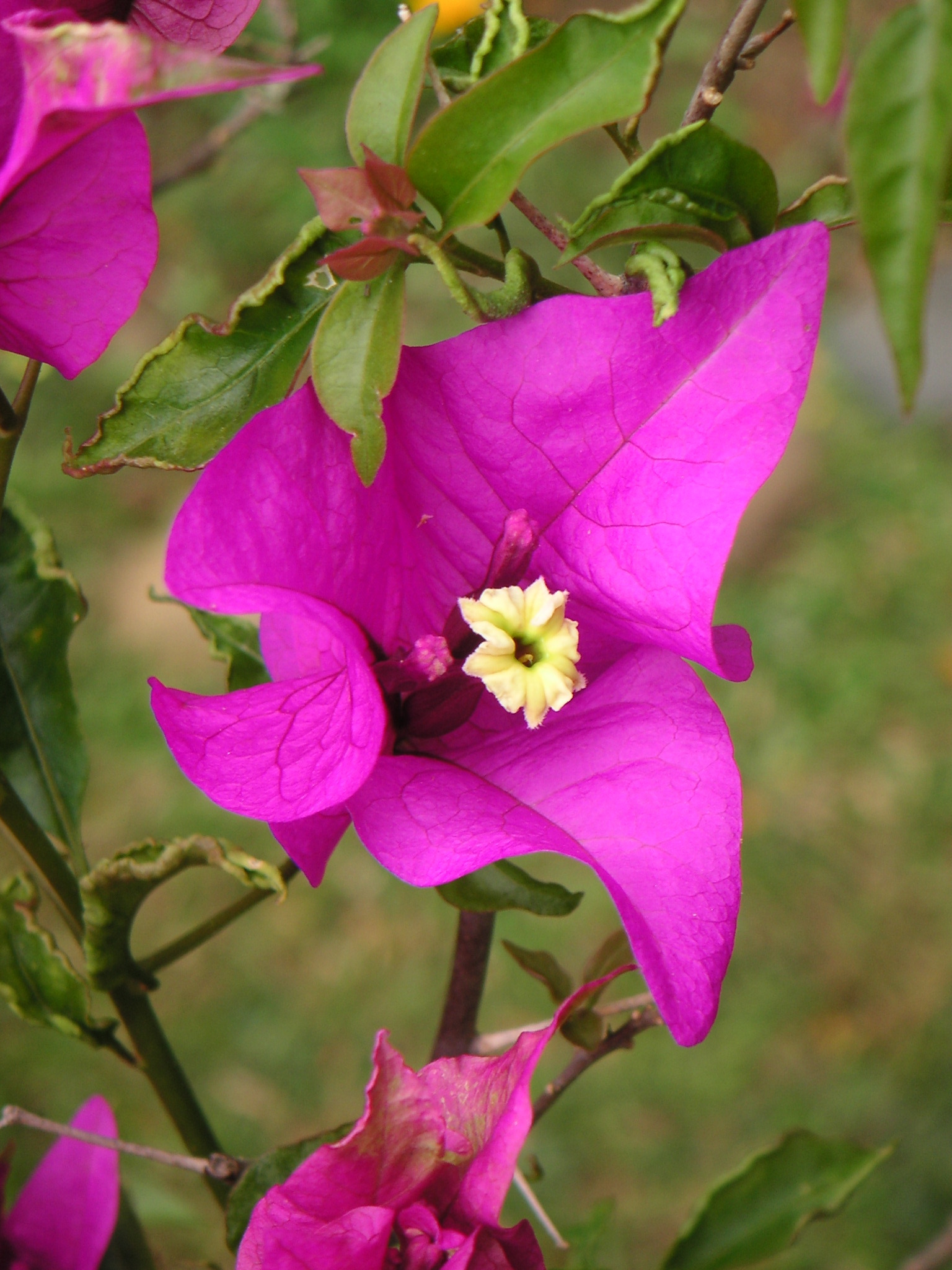 plantas ornamentais espinhosas