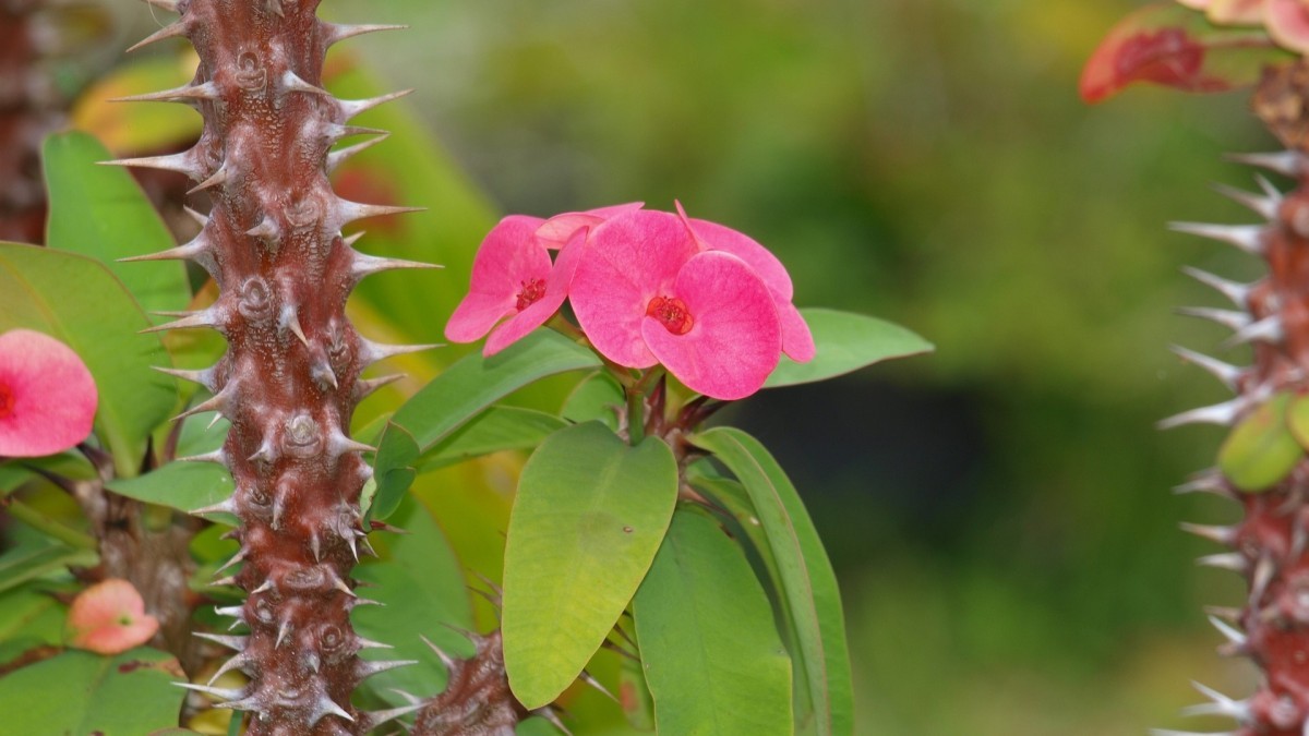 flores que protegem