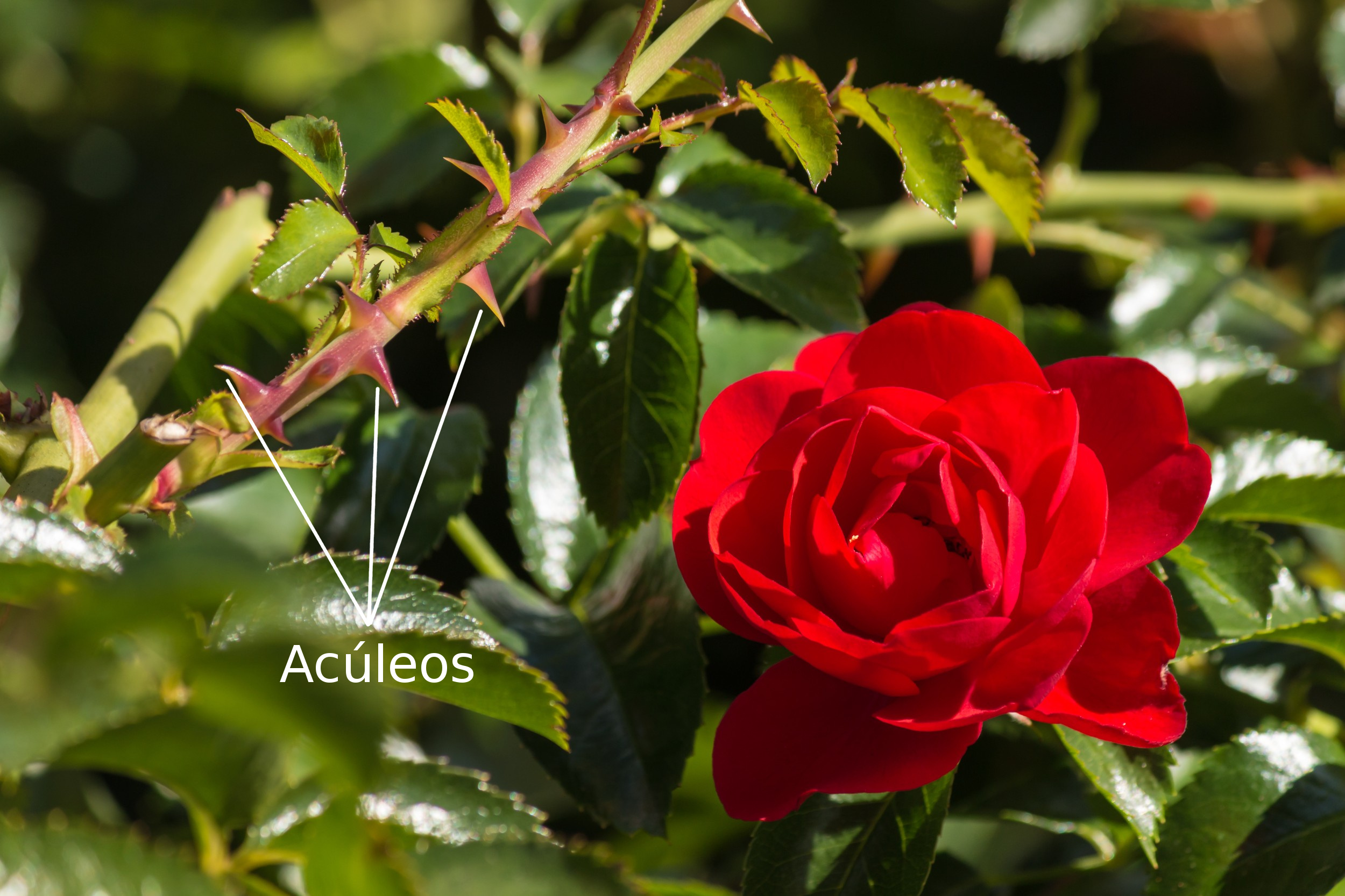 espécies de cactos floridos