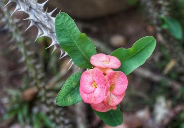 jardim seguro e florido