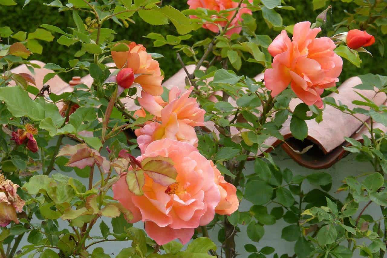 plantas espinhosas com flores