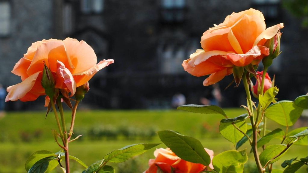 jardim seguro e florido