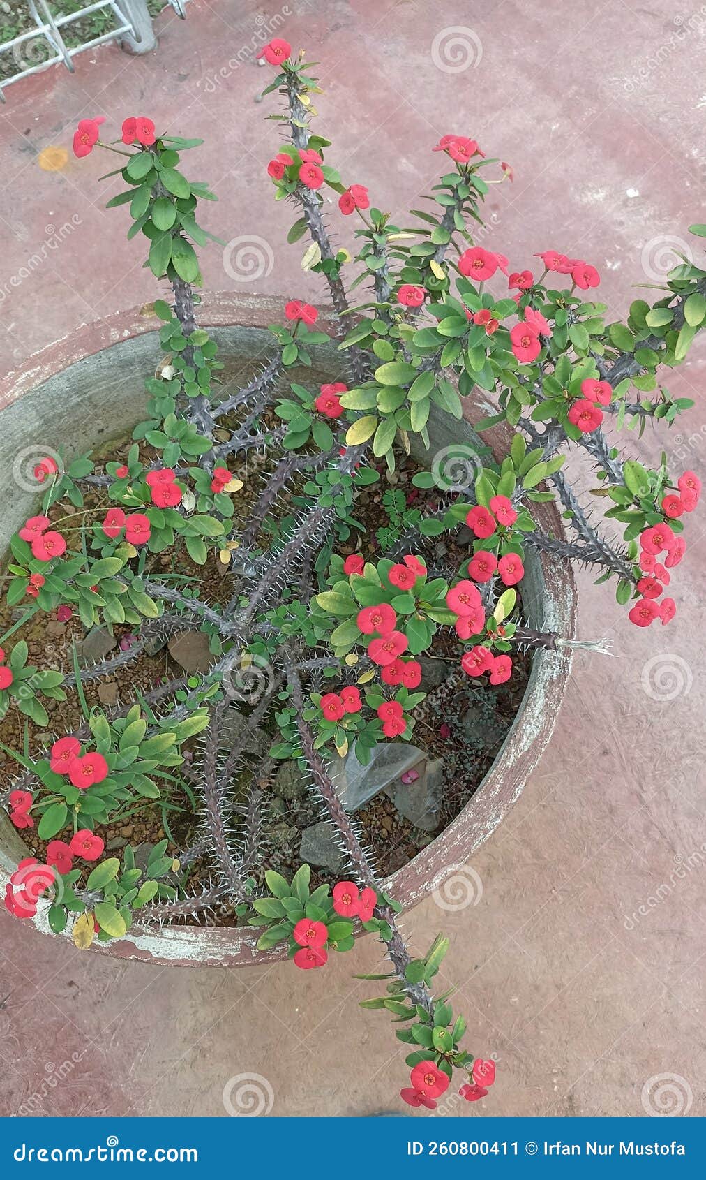 flores que protegem