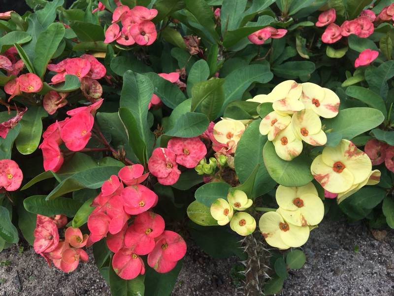 bougainvillea espinhosa