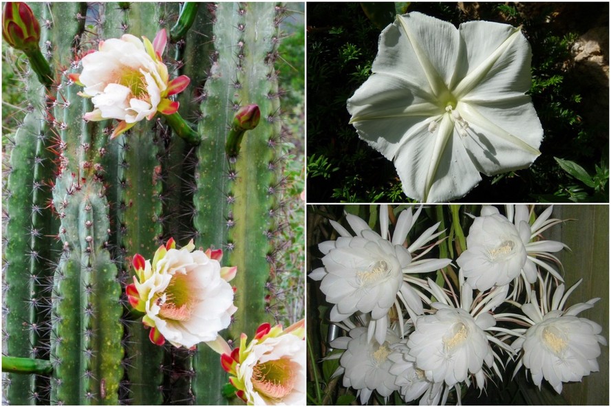 plantas que florescem à noite